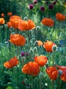 Red poppies