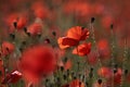 Red poppies