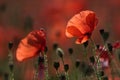 Red poppies