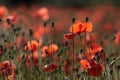 Red poppies