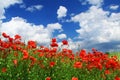 Red poppies Royalty Free Stock Photo