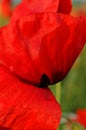 Red poppies Royalty Free Stock Photo