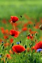 Red poppies Royalty Free Stock Photo