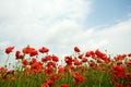 Red poppies Royalty Free Stock Photo