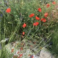 red poppies, against the background of green grass and thickets, in summer