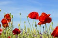 Red poppies against blue sky, beautiful meadow with wildflowers, nature landscape with field, wild spring flowers