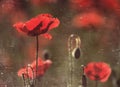 Red poppies, aged wallpaper