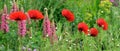 Red Poppies. Royalty Free Stock Photo