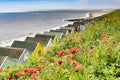 Southwold, Suffolk, UK, Red Poppies above the Beach Huts on the Shore Royalty Free Stock Photo