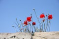 Red Poppies at Anzac Cove, Gallipoli