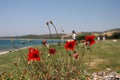 Red Poppies at Anzac Cove, Gallipoli