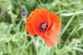 A Red poppies anzac remembrance day world war Royalty Free Stock Photo