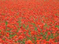 Red poppies background