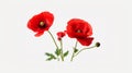 Red poppies background - Close up of red poppies flower, isolated on transparent background. Generative AI