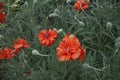 Red poppies in the background of grass. Red flowers on a green background. Close-up. Royalty Free Stock Photo