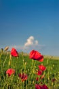 Red poppies on background of green field