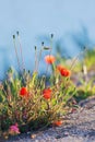 Red poppies