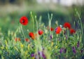 Red poppies