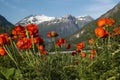 Red poppies on a background of snow-capped mountain peaks, Stryn, Norway Royalty Free Stock Photo