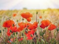 Red poppies on a background of wheat ears on sunrise Royalty Free Stock Photo