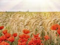 Red poppies on a background of wheat ears on sunrise Royalty Free Stock Photo