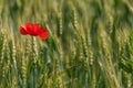 Red poppies