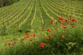 Red Poppies and beautiful vineyards in Chianti region during spring season in Tuscany, Italy Royalty Free Stock Photo