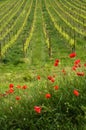 Red Poppies and beautiful vineyards in Chianti region during spring season in Tuscany, Italy Royalty Free Stock Photo