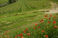 Red Poppies and beautiful vineyards in Chianti region during spring season in Tuscany, Italy Royalty Free Stock Photo