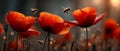Red Poppies and Bees in a Field Royalty Free Stock Photo