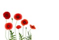 Red poppies Binomial name: Papaver rhoeas, common names: corn poppy, corn rose, field poppy, Flanders poppy, red weed, Royalty Free Stock Photo