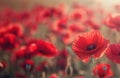 Red poppies blanket a sunny field. Remembrance Day concept. Copy space for text. Royalty Free Stock Photo