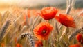 Red poppies bloom amidst golden wheat under morning light