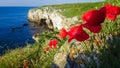 Red poppies bloom on coastal rocks near the village of Tyulenovo