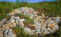 Red poppies bloom on coastal rocks near the village of Tyulenovo