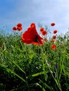red poppies in bloom Royalty Free Stock Photo