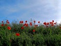 red poppies in bloom Royalty Free Stock Photo