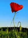 red poppies in bloom Royalty Free Stock Photo