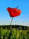 red poppies in bloom Royalty Free Stock Photo