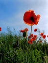 red poppies in bloom Royalty Free Stock Photo