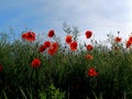 red poppies in bloom Royalty Free Stock Photo