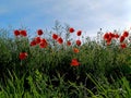 red poppies in bloom Royalty Free Stock Photo