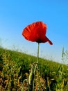 red poppies in bloom Royalty Free Stock Photo