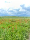 Red poppies bloom vibrantly in a spring field under dramatic clouds, creating a serene atmosphere before the rain arrives with Royalty Free Stock Photo