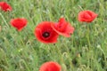 Red poppies blooming on the summer meadow