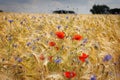 red poppies and blue cornflowers stand in a cornfield