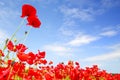 Red poppies and blue sky in holland Royalty Free Stock Photo