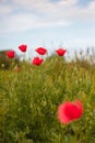 Red poppies and blue sky. World War Peace symbol Never again! War in Ukraine 2022. Remembrance day 8 May