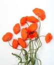 Red poppies bouquet isolated on white Royalty Free Stock Photo