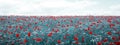 Red poppies on gray field background.